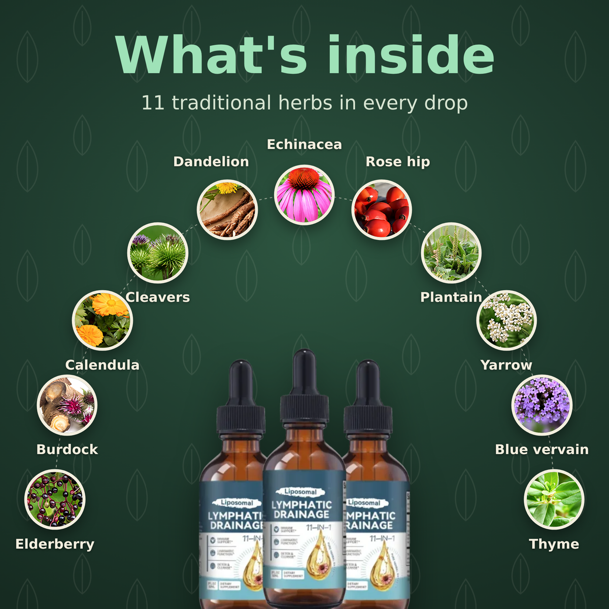 What's inside: the 11 herbs in Liposomal Lymphatic Drainage Drops